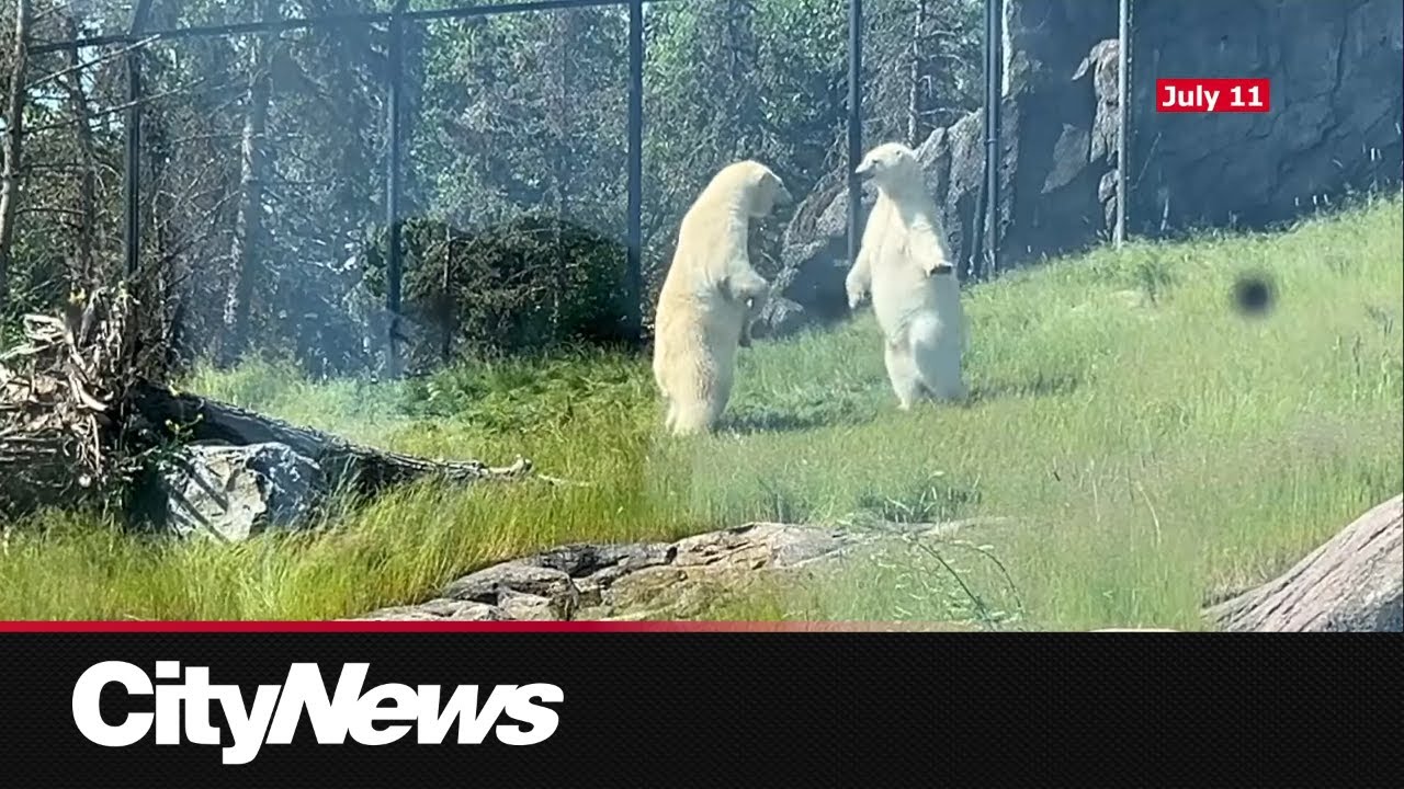 baffin polar bear video