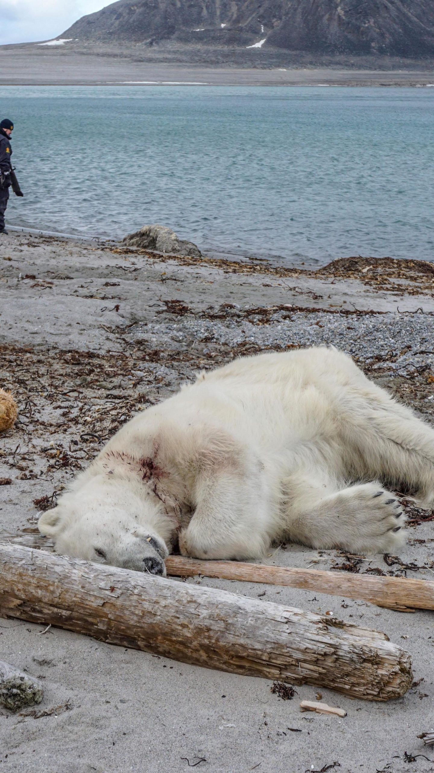 polar bear death