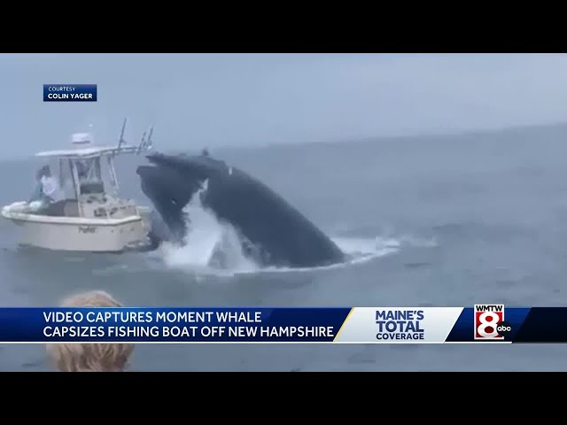 video of whale hitting boat