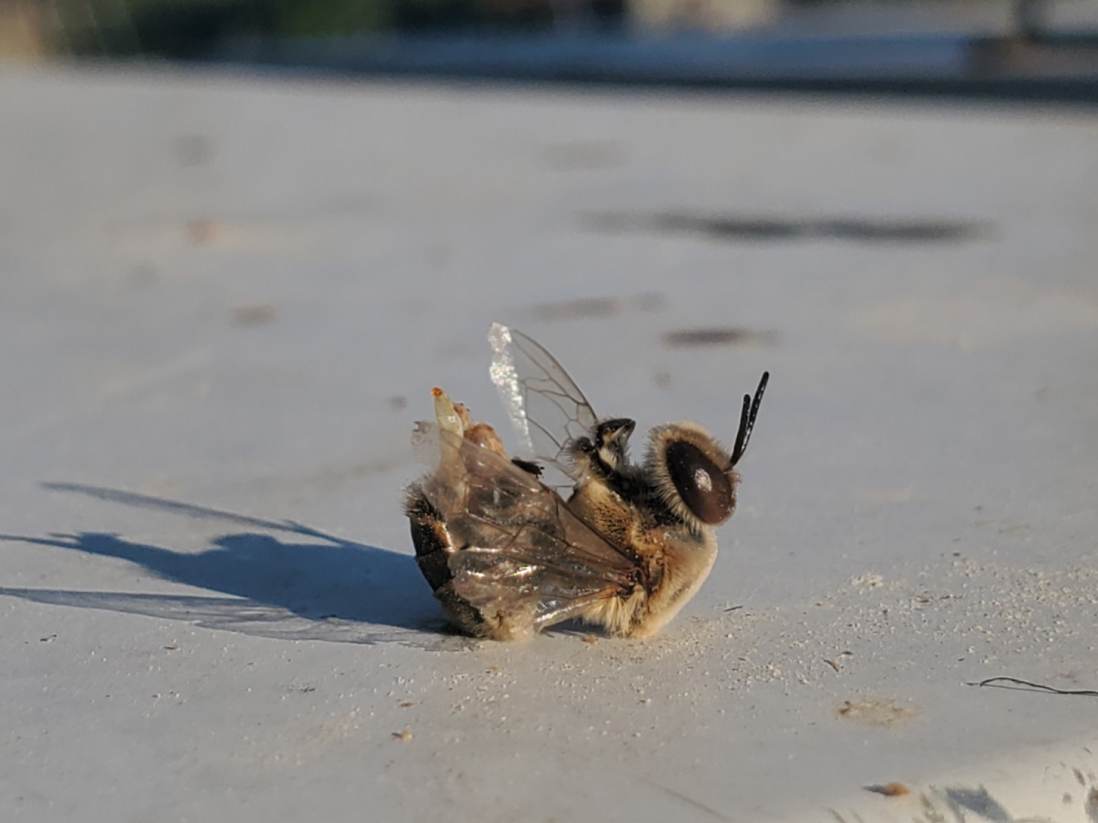 bees ejaculate to death